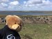 KryptoBear with Falkand Island penguins